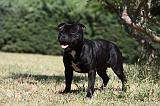 STAFFIE 376